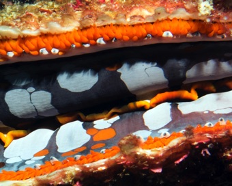Giant Clam